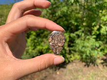 Charger l'image dans la galerie, Jaspe à turritelles 25