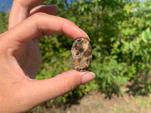 Charger l'image dans la galerie, Jaspe à turritelles 26