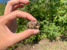 Charger l'image dans la galerie, Jaspe à turritelles 26