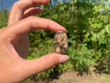 Charger l'image dans la galerie, Jaspe à turritelles 26