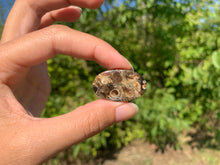 Charger l'image dans la galerie, Jaspe à turritelles 26