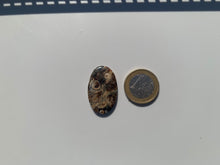 Charger l'image dans la galerie, Jaspe à turritelles 26