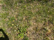 Charger l'image dans la galerie, Microcline / Pierre de lune 5