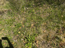 Charger l'image dans la galerie, Microcline / Pierre de lune 5