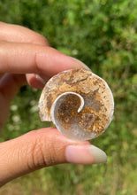 Charger l'image dans la galerie, Ammonite 16
