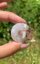 Charger l'image dans la galerie, Ammonite 29