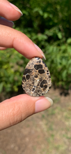 Charger l'image dans la galerie, Jaspe à turritelles 21