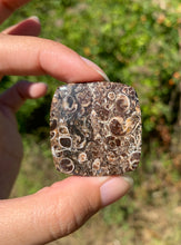 Charger l'image dans la galerie, Jaspe à turritelles 11