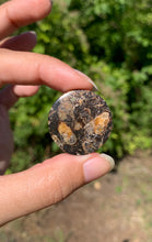 Charger l'image dans la galerie, Jaspe à turritelles 15