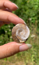 Charger l'image dans la galerie, Ammonite 37