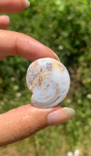 Charger l'image dans la galerie, Ammonite 23