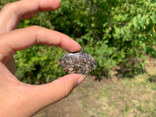 Charger l'image dans la galerie, Jaspe à turritelles 24