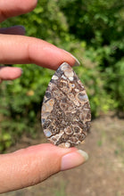 Charger l'image dans la galerie, Jaspe à turritelles 18