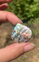 Charger l'image dans la galerie, VENDU Abalone 49