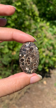 Charger l'image dans la galerie, Jaspe à turritelles 19