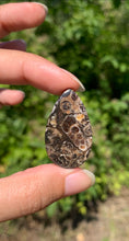Charger l'image dans la galerie, Jaspe à turritelles 23