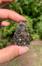 Charger l'image dans la galerie, Jaspe à turritelles 14