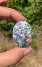 Charger l'image dans la galerie, VENDU Abalone 46