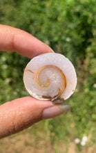 Charger l'image dans la galerie, Ammonite 31