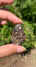 Charger l'image dans la galerie, Jaspe à turritelles 22