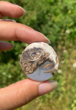 Charger l'image dans la galerie, Ammonite 12
