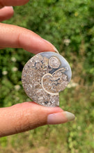 Charger l'image dans la galerie, Ammonite 26