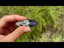 Charger et lire la vidéo dans la visionneuse de la Galerie, Orthoceras 2