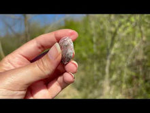 Charger et lire la vidéo dans la visionneuse de la Galerie, Jaspe Léopard 4
