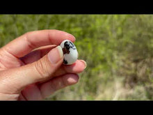 Charger et lire la vidéo dans la visionneuse de la Galerie, Jaspe Zebré 15