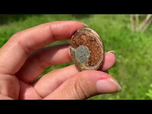 Charger et lire la vidéo dans la visionneuse de la Galerie, Ammonite de Madagascar 21