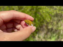 Charger et lire la vidéo dans la visionneuse de la Galerie, Jaspe Océan 15