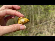 Charger et lire la vidéo dans la visionneuse de la Galerie, Oeil de tigre 87