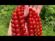 Charger et lire la vidéo dans la visionneuse de la Galerie, Perles en cornaline entre 4 et 14mm