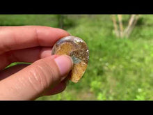 Charger et lire la vidéo dans la visionneuse de la Galerie, Ammonite de Madagascar 16