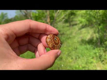 Charger et lire la vidéo dans la visionneuse de la Galerie, Ammonite de Madagascar 21