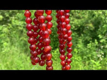 Charger et lire la vidéo dans la visionneuse de la Galerie, Perles en cornaline / agate rouge entre 4 et 14mm CAU