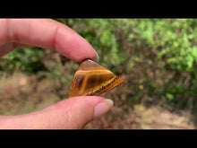Charger et lire la vidéo dans la visionneuse de la Galerie, VENDU Oeil de tigre 51