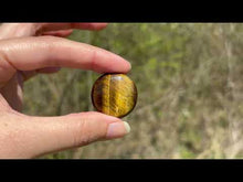 Charger et lire la vidéo dans la visionneuse de la Galerie, Oeil de tigre 67