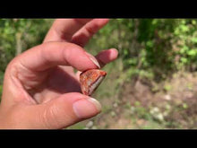 Charger et lire la vidéo dans la visionneuse de la Galerie, Agate Crazy Lace 16