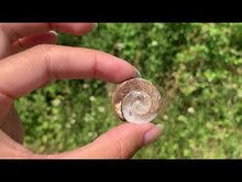 Charger et lire la vidéo dans la visionneuse de la Galerie, Ammonite 37