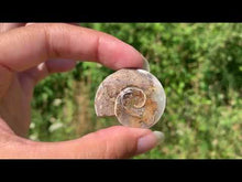 Charger et lire la vidéo dans la visionneuse de la Galerie, Ammonite 14