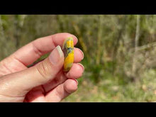 Charger et lire la vidéo dans la visionneuse de la Galerie, Jaspe Bumblebee 33