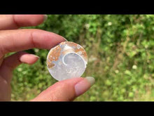 Charger et lire la vidéo dans la visionneuse de la Galerie, Ammonite 38