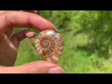 Charger et lire la vidéo dans la visionneuse de la Galerie, Ammonite de Madagascar 14