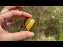 Charger et lire la vidéo dans la visionneuse de la Galerie, Oeil de tigre 84