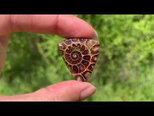 Charger et lire la vidéo dans la visionneuse de la Galerie, VENDU Ammonite de Madagascar 4