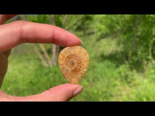 Charger et lire la vidéo dans la visionneuse de la Galerie, Ammonite de Madagascar 16