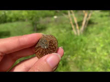 Charger et lire la vidéo dans la visionneuse de la Galerie, Ammonite de Madagascar 9