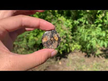 Charger et lire la vidéo dans la visionneuse de la Galerie, Jaspe à turritelles 15