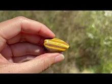 Charger et lire la vidéo dans la visionneuse de la Galerie, Oeil de tigre 83